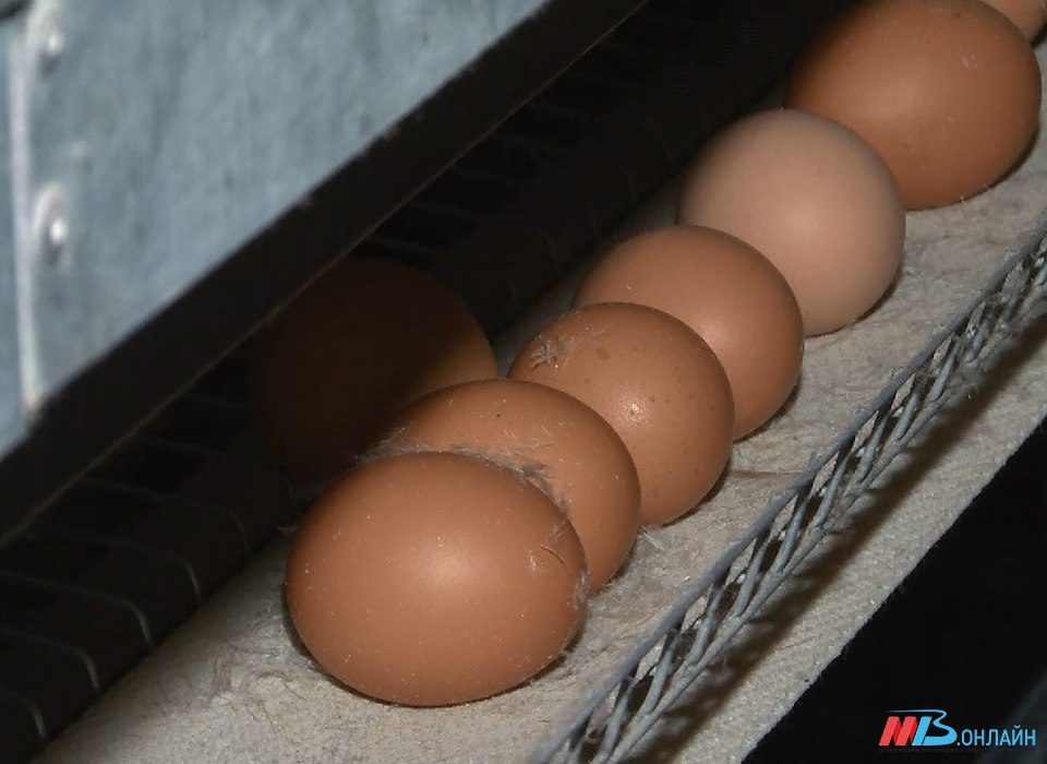 Жителям Волгоградской области пообещали 68 млн яиц с птицефабрики в Урюпинске